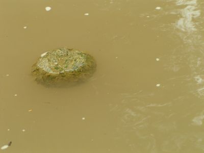 PICT0152.JPG