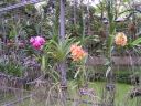 PICT0182.JPG
