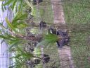 PICT0201.JPG